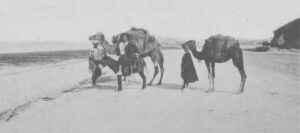 chameau de Magroun - Tunisie 1887