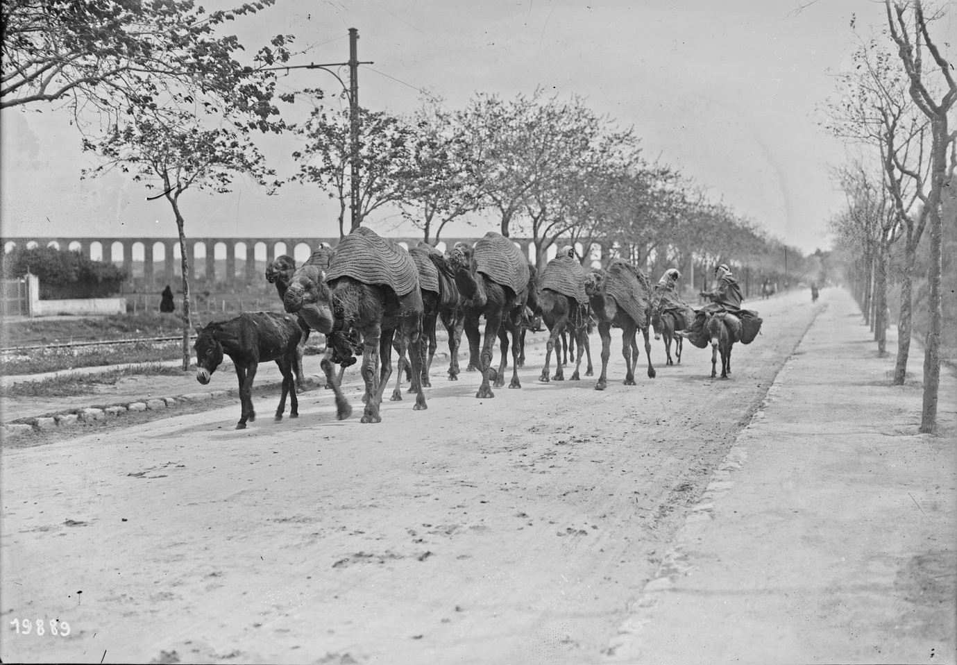 Tunisie , caravane avec des chameaux