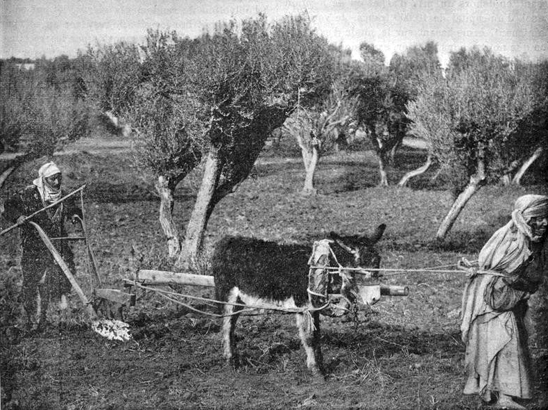 Un agriculteur tunisien laboure la terre entre les oliviers avec une charrue et deux ânes.